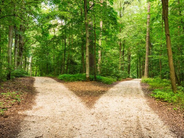 A path dividing into two directions in a forest